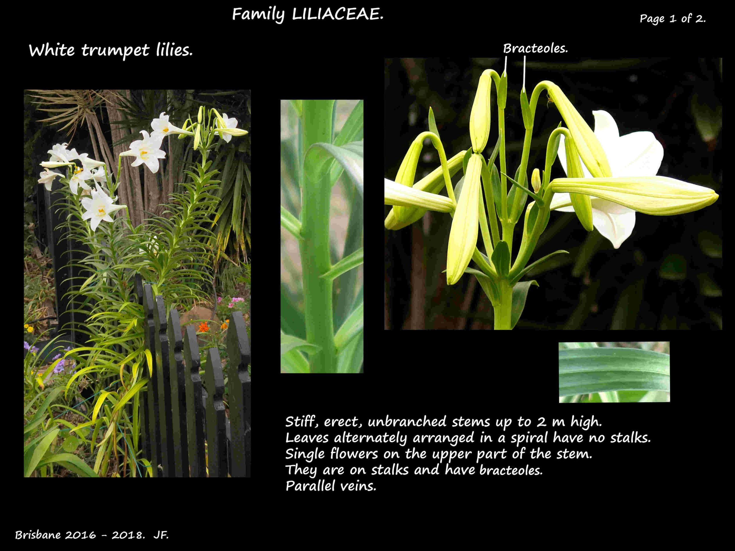 1 White trumpet lily plant & inflorescence